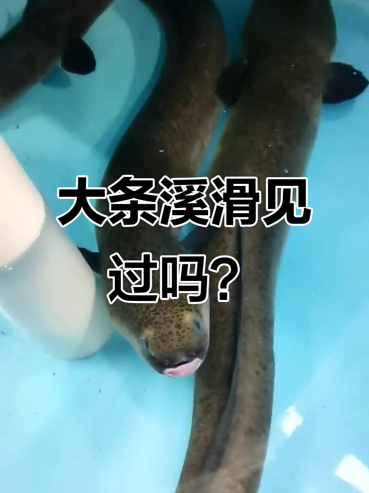 长得像蟒蛇的溪滑,50斤一条,味道超浓!