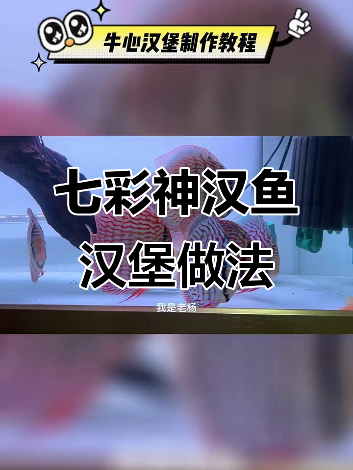 七彩神仙鱼汉堡制作秘籍:牛心虾肉配方大揭秘