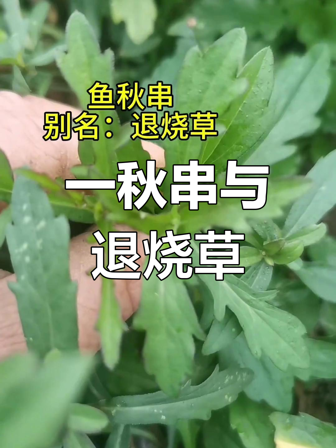 退烧草:一秋串的神奇作用,你家乡叫它什么?