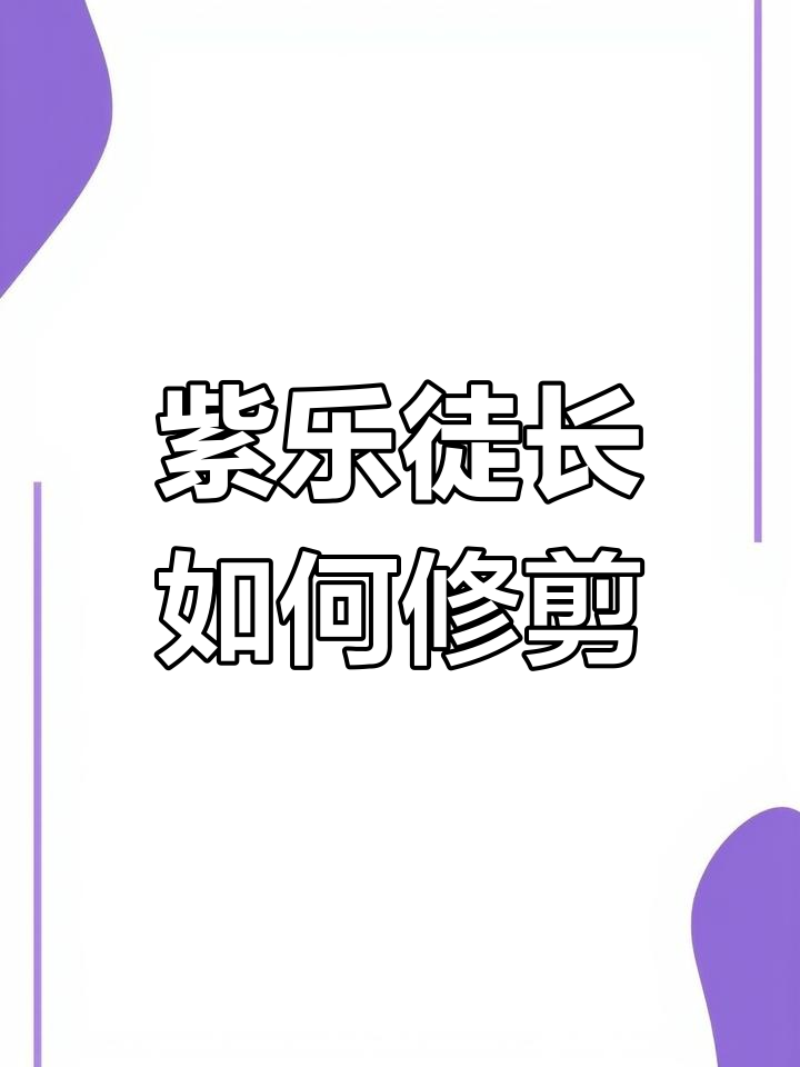 紫乐多肉徒长怎么办？修剪技巧大公开