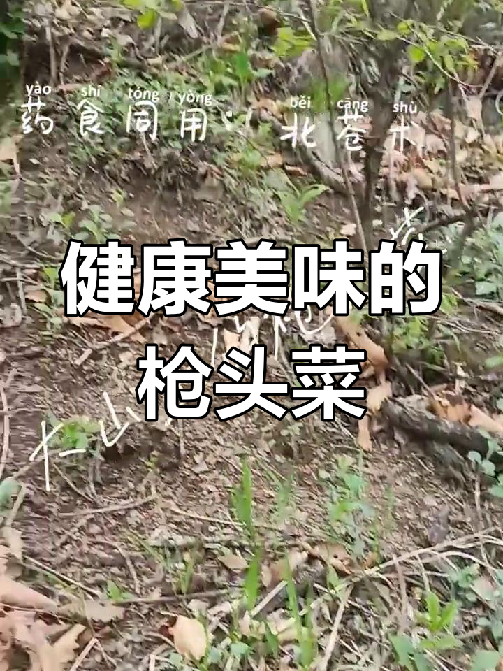 枪头菜:天然中草药与美味佳肴