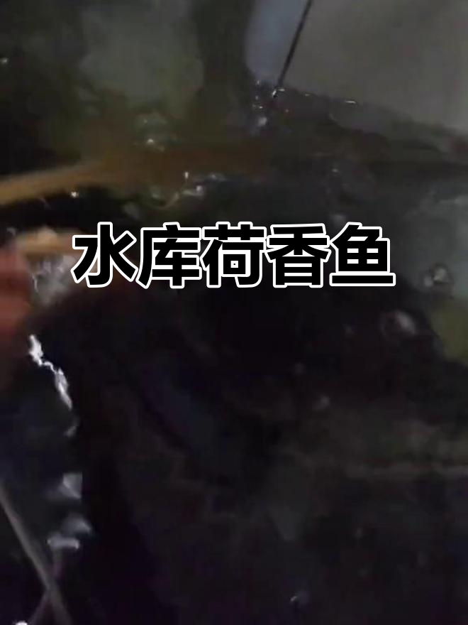 清澈水库荷花鱼,鲜美无比