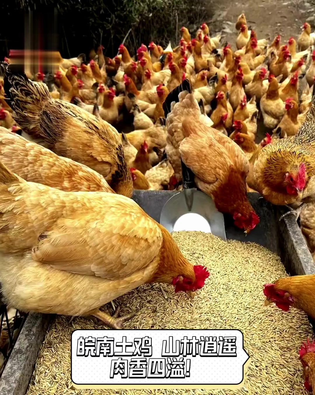 皖南土鸡,山林逍遥,肉香四溢!