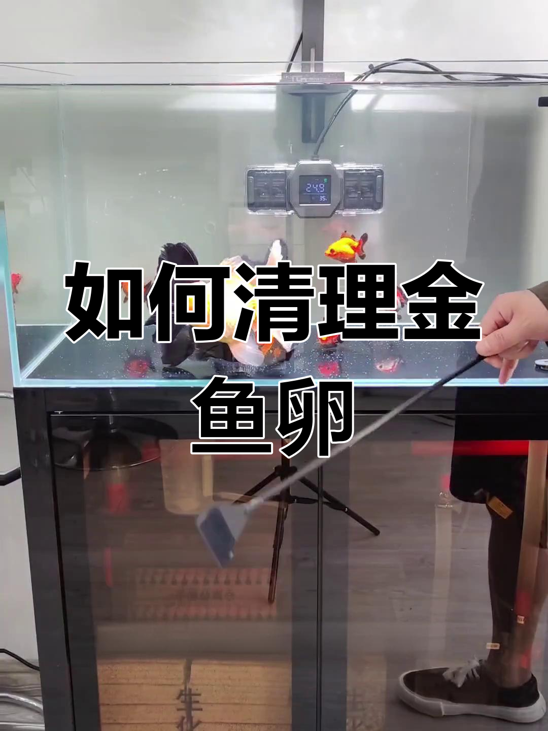 金鱼甩籽处理全攻略
