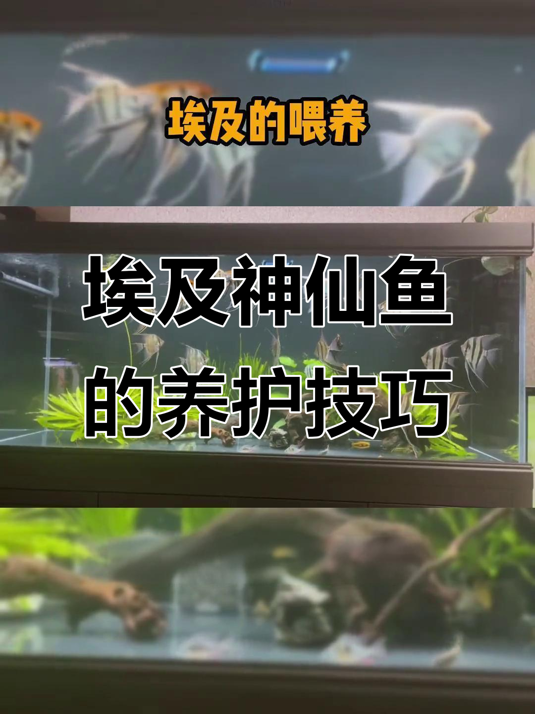 埃及神仙鱼饲养全攻略:水质、食物与换水频率