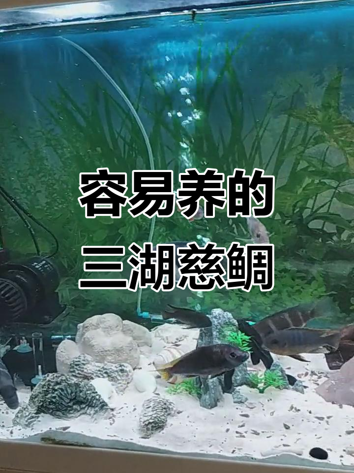 三湖慈鲷鱼,轻松养!
