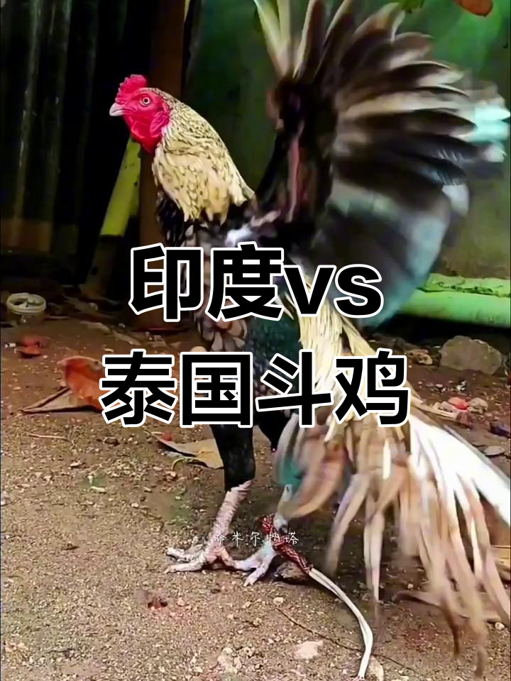 印度飞天斗鸡与泰国传统斗鸡大比拼,谁更胜一筹?