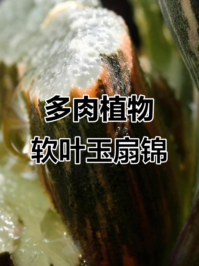 软叶玉扇锦:多肉植物的美丽与魅力