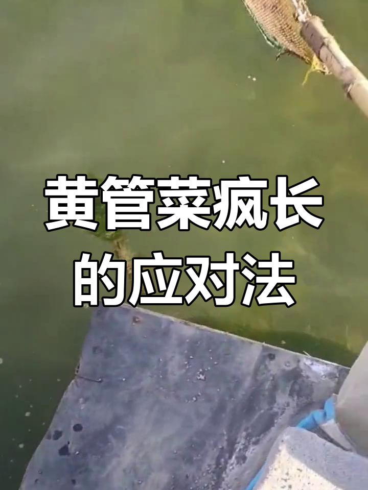 海参圈冰化后黄管菜疯长?试试这些方法