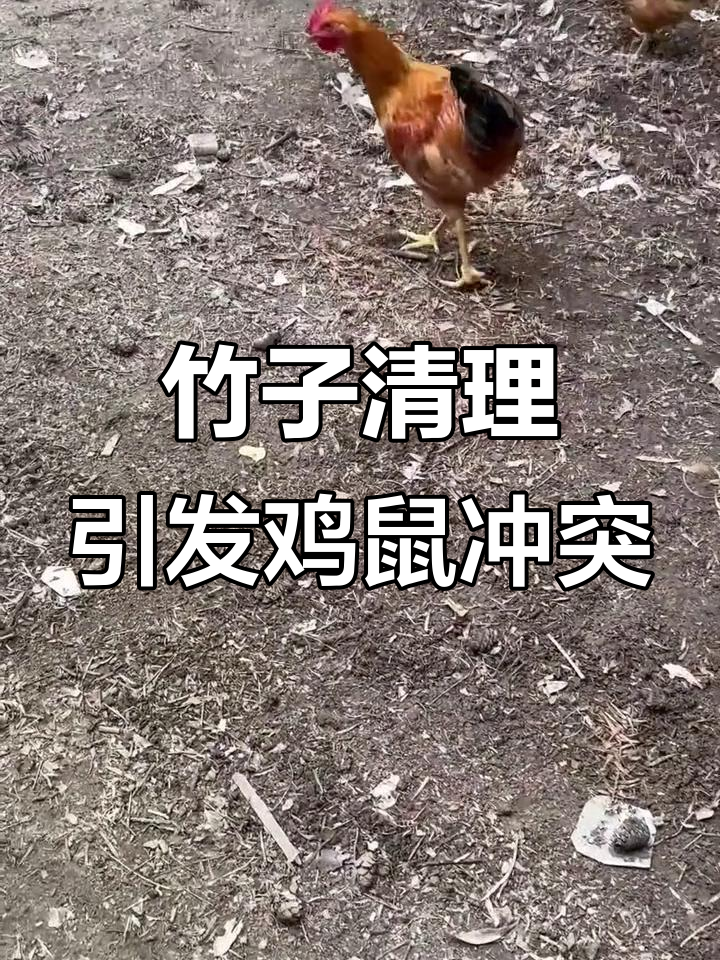 清理竹子引来鸡鼠大战,金斗战神勇战地鼠