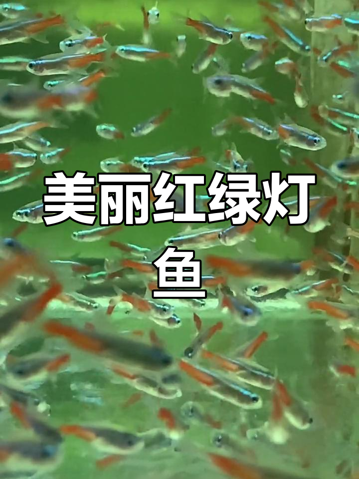 红绿灯鱼:水族箱中的宝石与皇后
