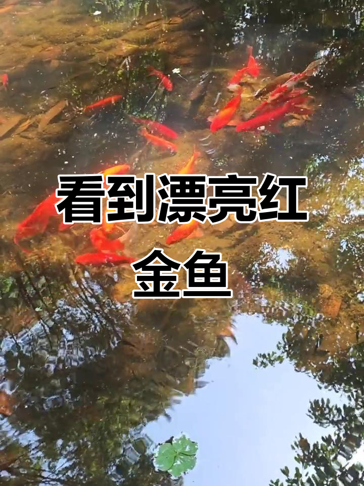 水塘里发现一群美丽红金鱼，它们在做什么？