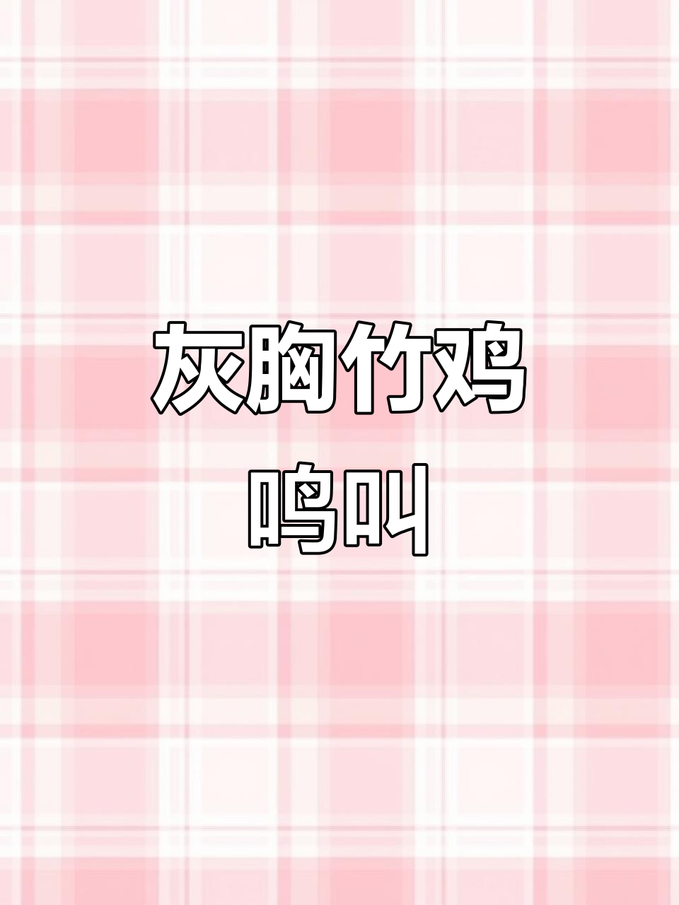 灰胸竹鸡叫声大揭秘,听一次上瘾!