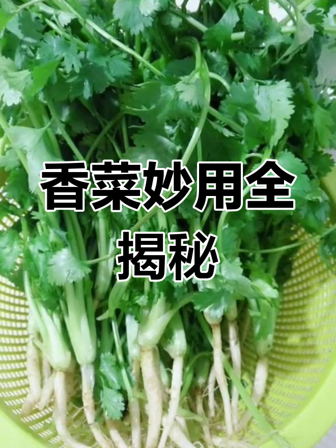 香菜根煮水退烧,洗脸祛斑又减肥