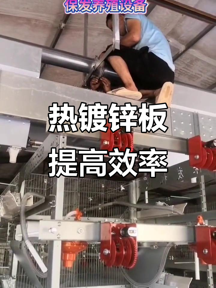 275克热镀锌板助力蛋鸡养殖,提升设备性能