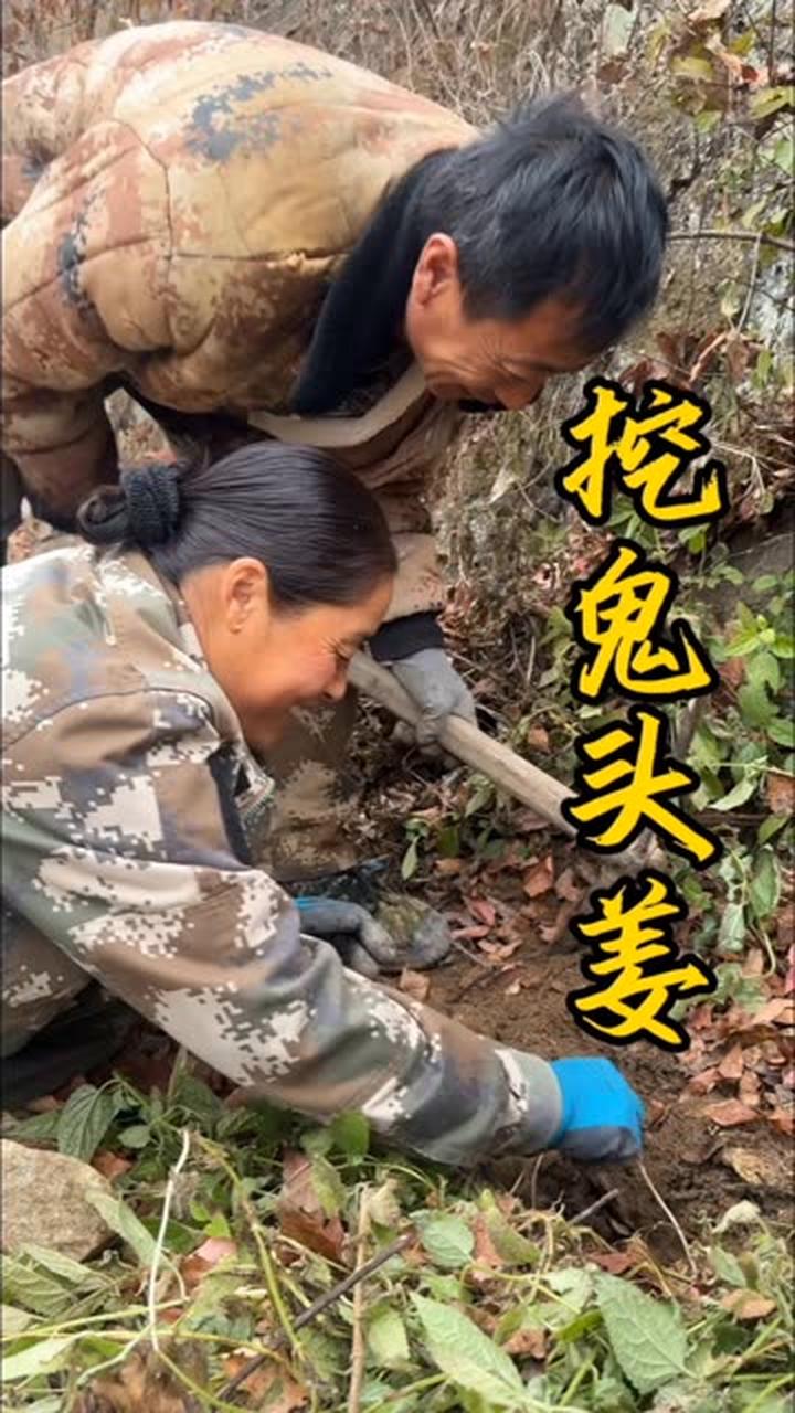 和爸妈上山挖鬼头姜与地环，腌咸菜存秋之鲜美