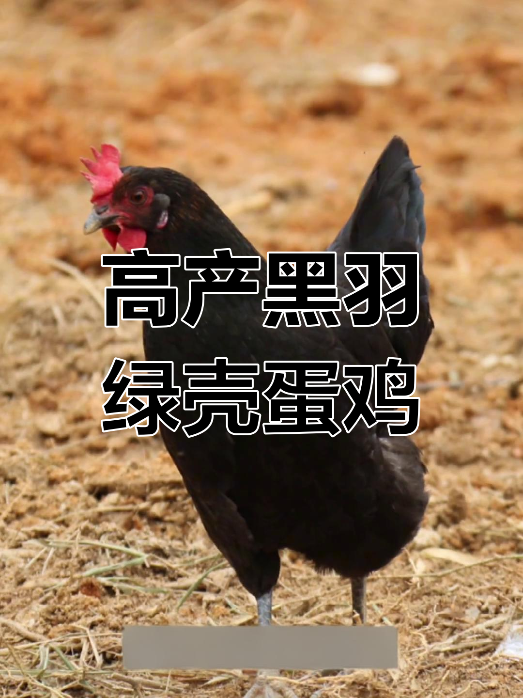 黑羽高产绿壳蛋鸡,成年母鸡三斤左右,年产260-380枚