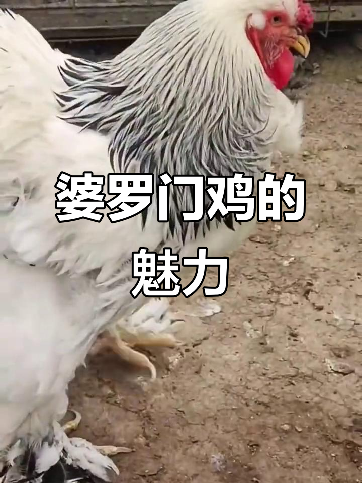 婆罗门鸡:黑白花杂交品种,温顺又霸气