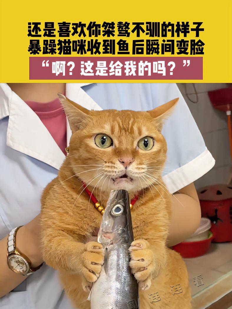 9月19日 广东,还是喜欢你桀骜不驯的样子,暴躁猫咪收到鱼后瞬间变脸,“啊?这是给我的吗?