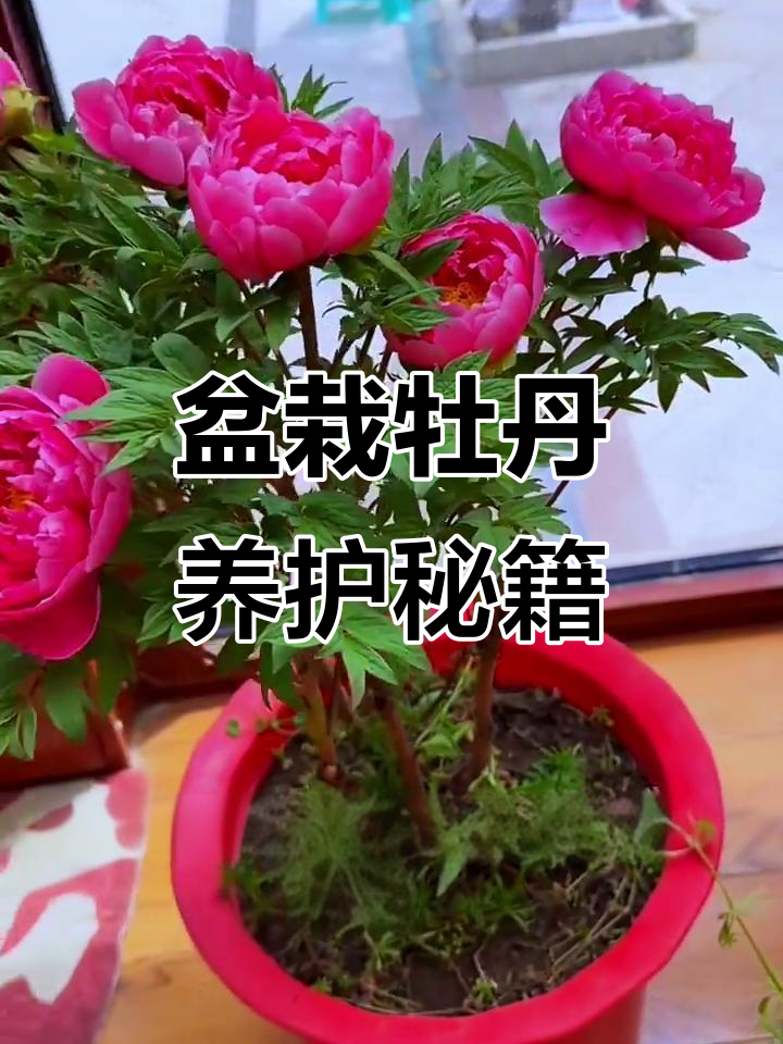 盆栽牡丹养护全攻略:施肥、修剪与过冬技巧