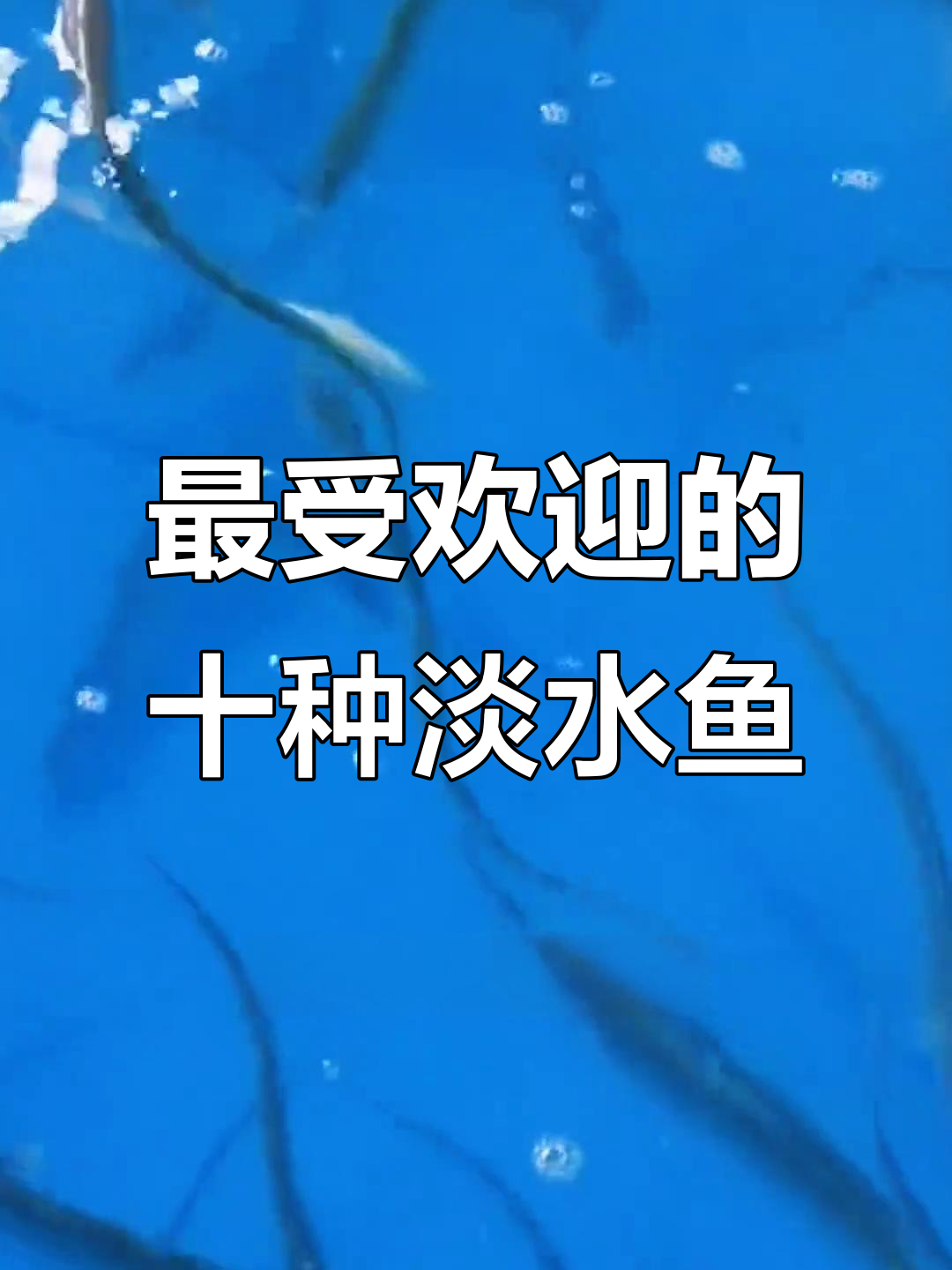 淡水鱼十大美味排名，黄骨鱼、鲈鱼等上榜