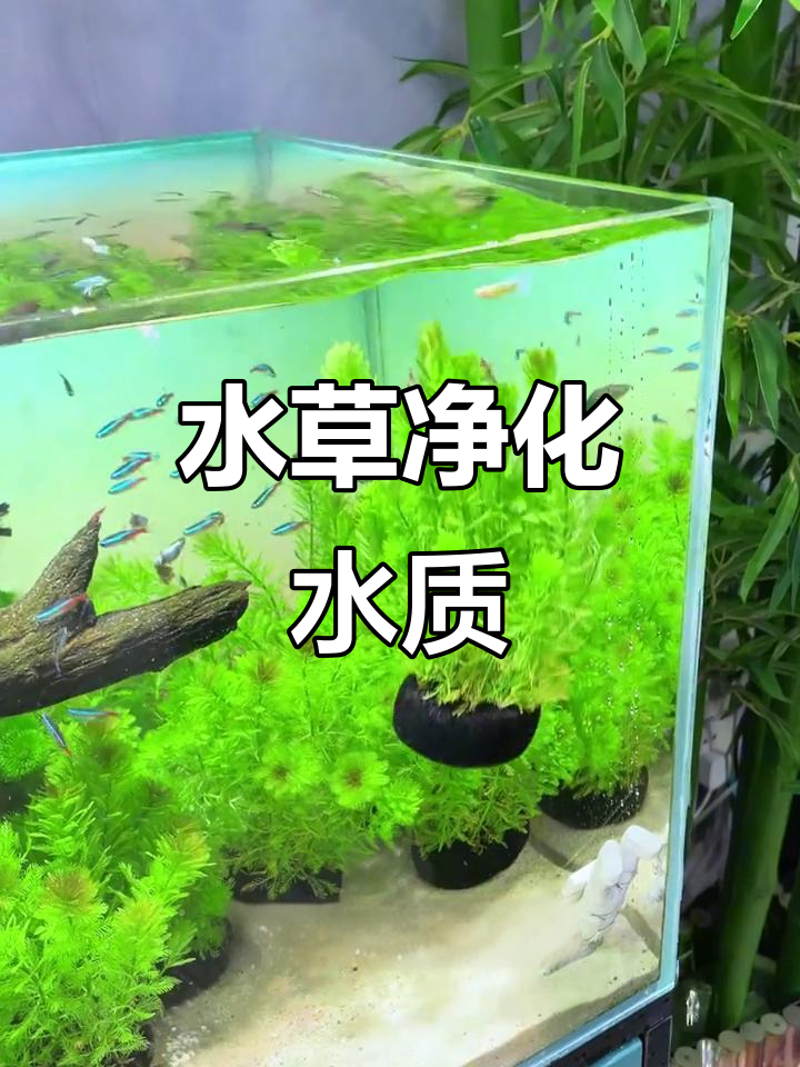 鱼缸里的“净水机”，轻松养水草，孔雀鱼自然繁殖