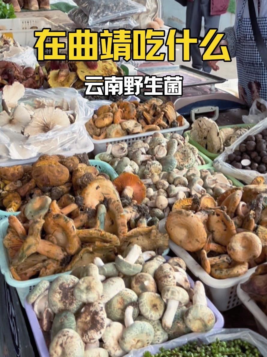 “介不出,冒来了”,随便整点吃吃 云南野生菌 曲靖野生菌火锅 曲靖美食推荐 云南人的浪漫
