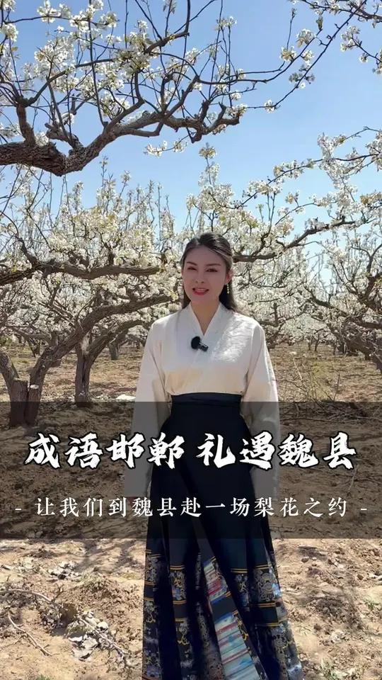 成语邯郸,礼遇魏县,早就听说过魏县的梨花节,真的好美啊～
