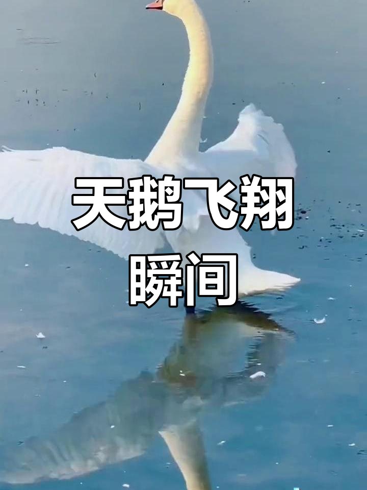 郑州天鹅展翅,仙气十足
