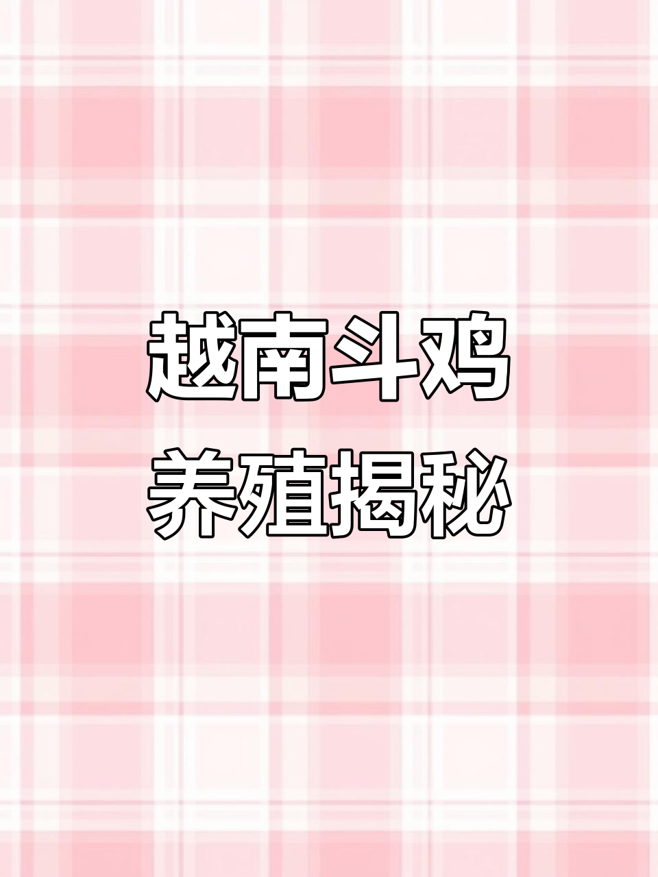 越南斗鸡纯种母鸡与苗种的秘密