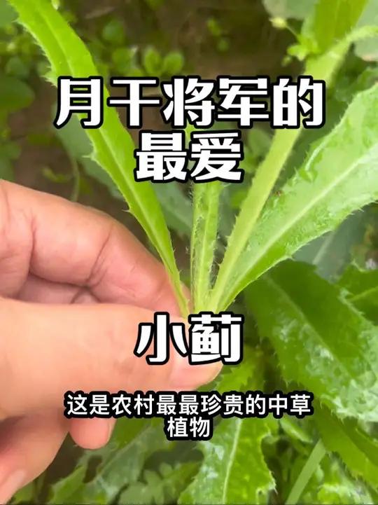 这种农村随处可见的植物 却是历代老先生都很重视的植物——小蓟别名刺儿菜 
