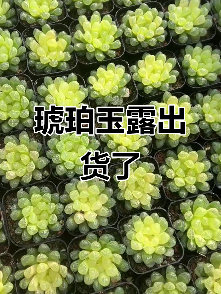 琥珀玉露终于到手,酒箱发货超标准!