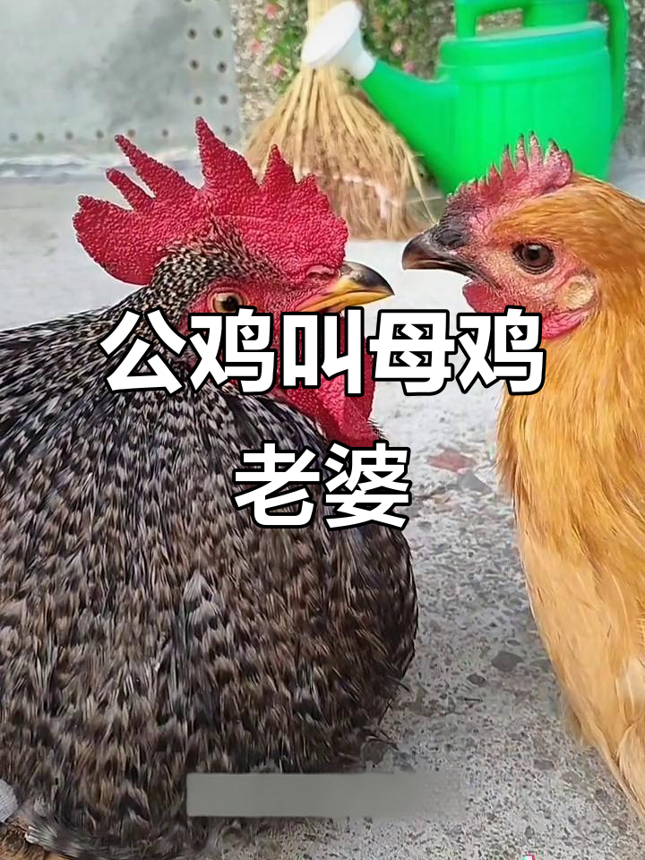 公鸡深情呼唤“老婆”,母鸡反应超有趣
