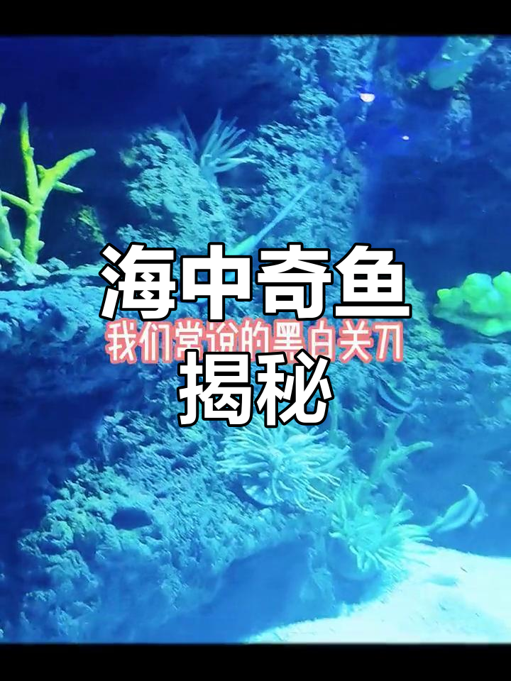 探索海洋中的神秘黑白关刀,了解它的独特之处