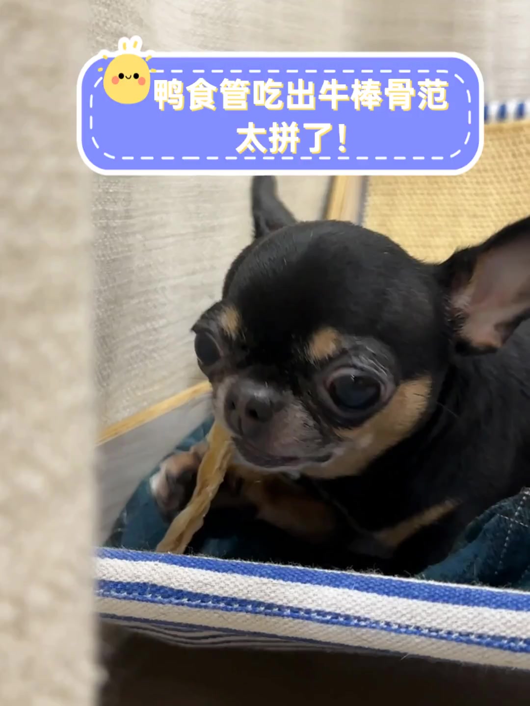 鸭食管吃出牛棒骨范,太拼了!