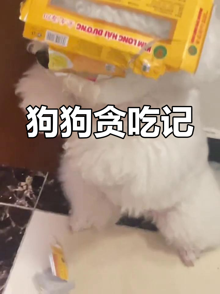 小狗偷吃绿豆糕,肚子鼓成球状,装无辜惹我生气!
