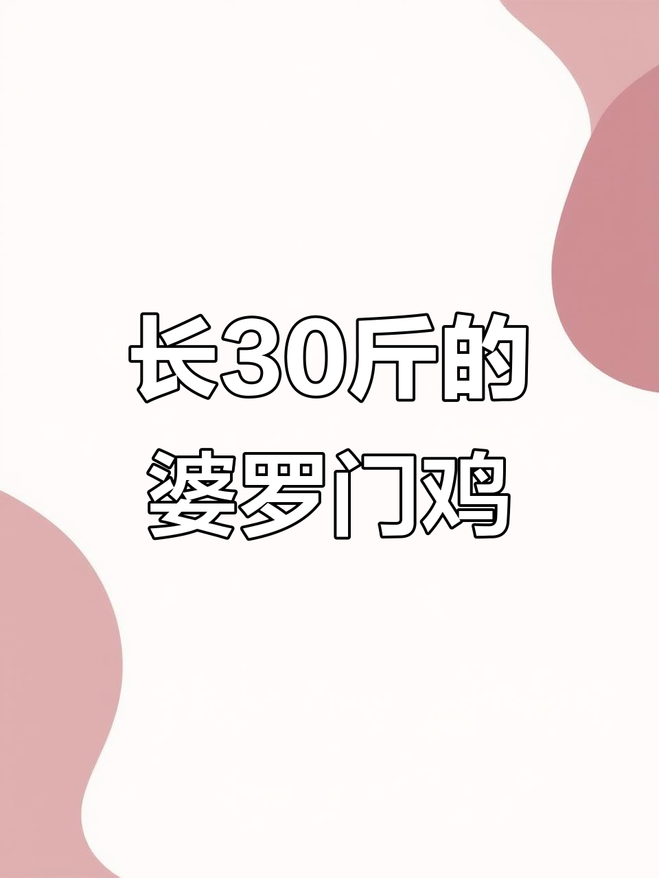婆罗门鸡:能吃剩菜,长到三十斤的宠物鸡你养吗?
