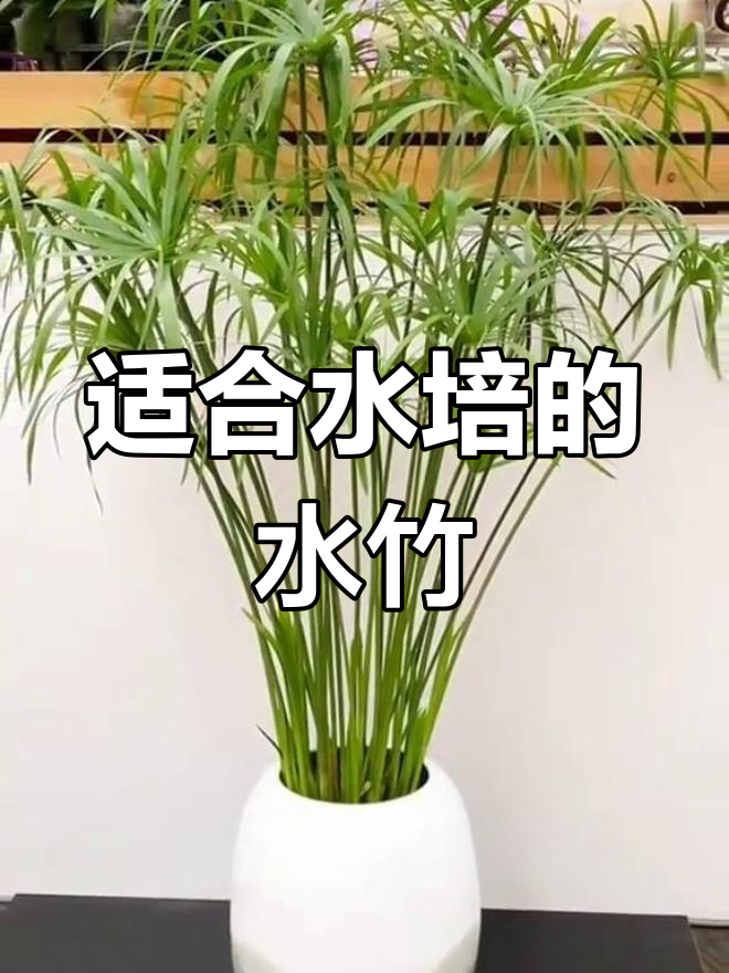 水竹:四季常绿,鱼缸造景必备