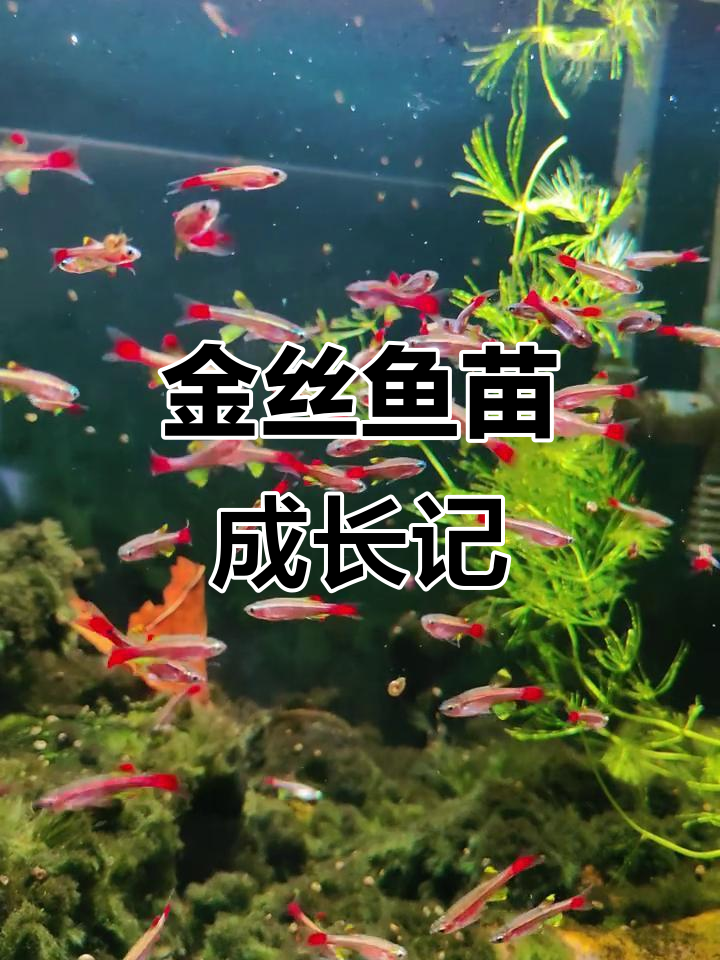 黄旗大帆瑰丽金丝鱼苗成长全纪录