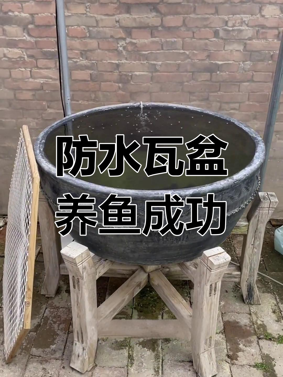 防水瓦盆养鱼效果出色,绿藻生长证明水质优良