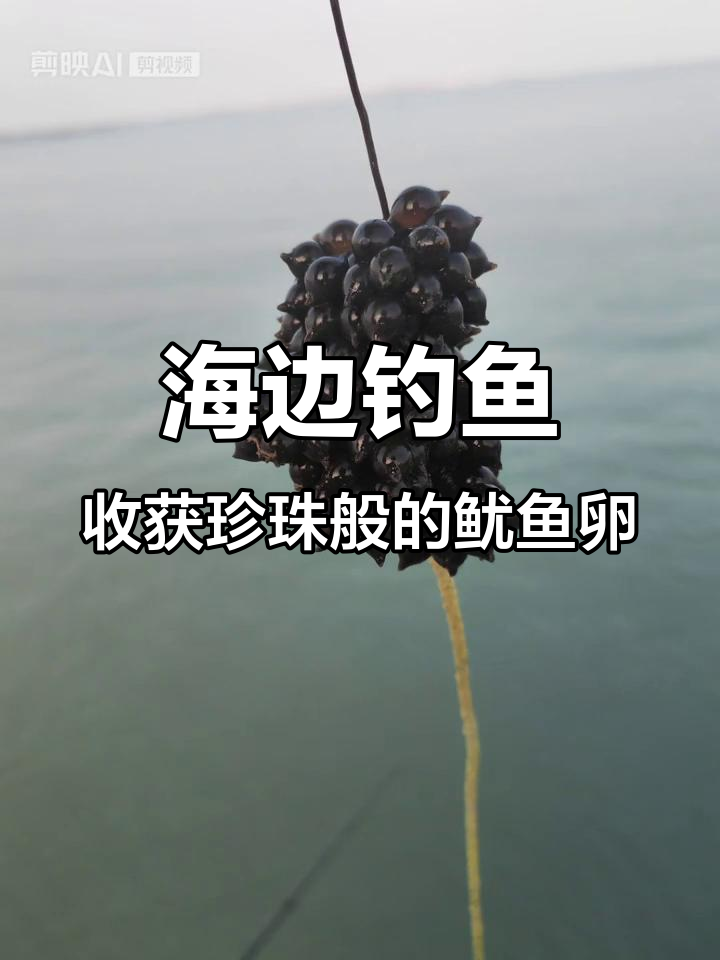 钓到鱿鱼卵,孵化出超萌小生命