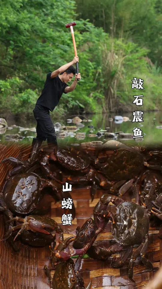 一溪烟雨寻鲜味,敲石震鱼、翻石捡蟹做山野硬菜