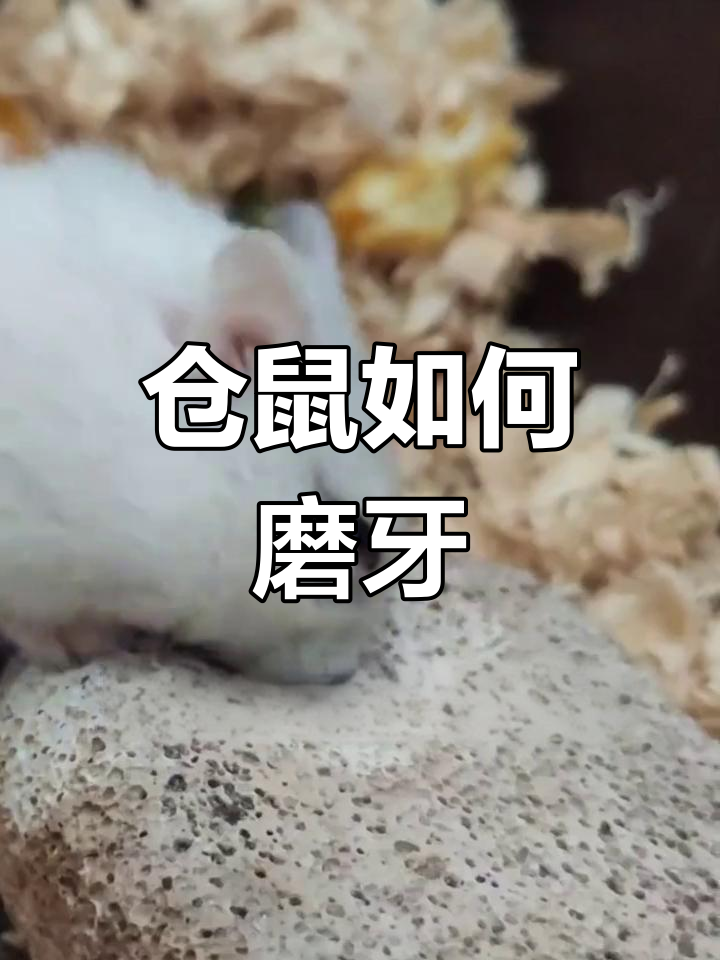 仓鼠磨牙的重要性与选择