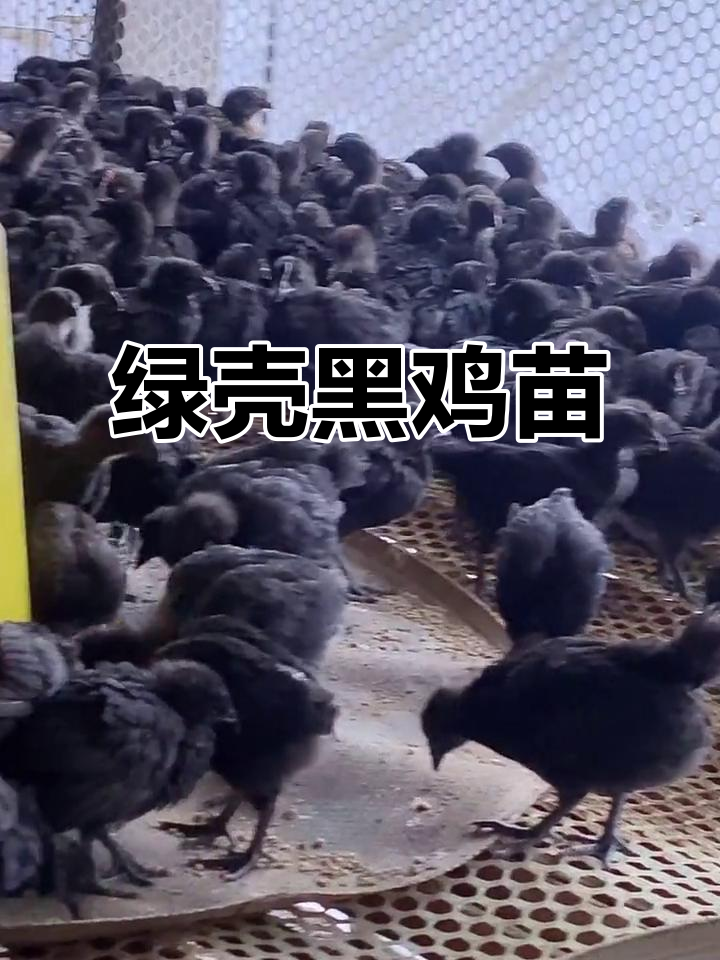 黑鸡苗与绿壳蛋,年产量260枚,养殖新选择