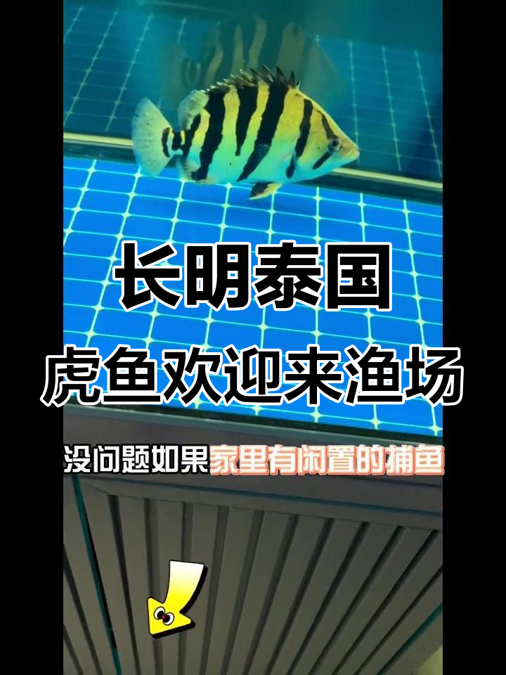 24小时长鸣泰国虎鱼,渔场看鱼体验