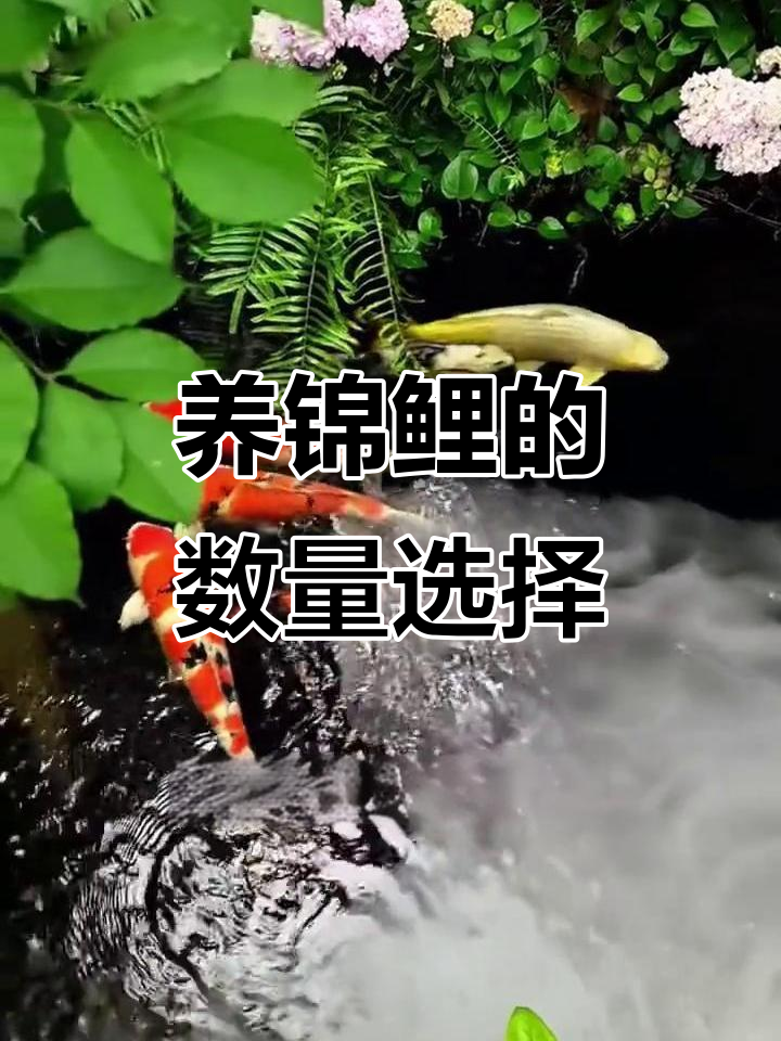 锦鲤养几条最合适?了解庭院鱼池的讲究
