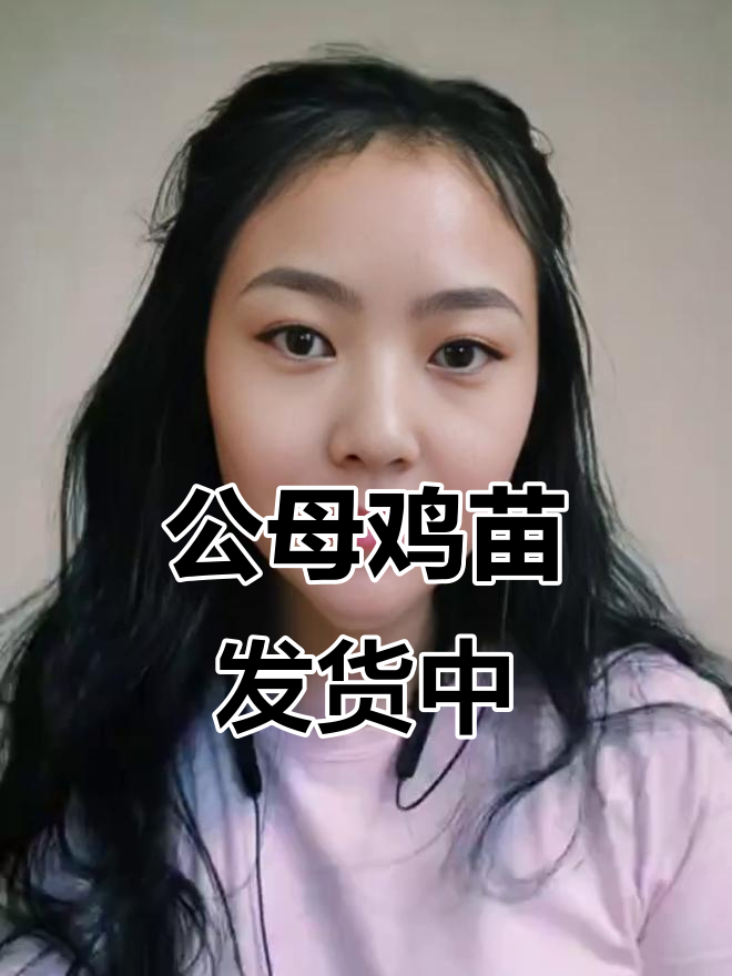 青脚麻公鸡与母鸡苗发货继续,质量第一诚信为本