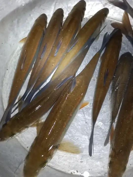 桂林漓江最好吃的野生鱼 顶着5级北风在江边坐了4个多小时,冷得刺骨