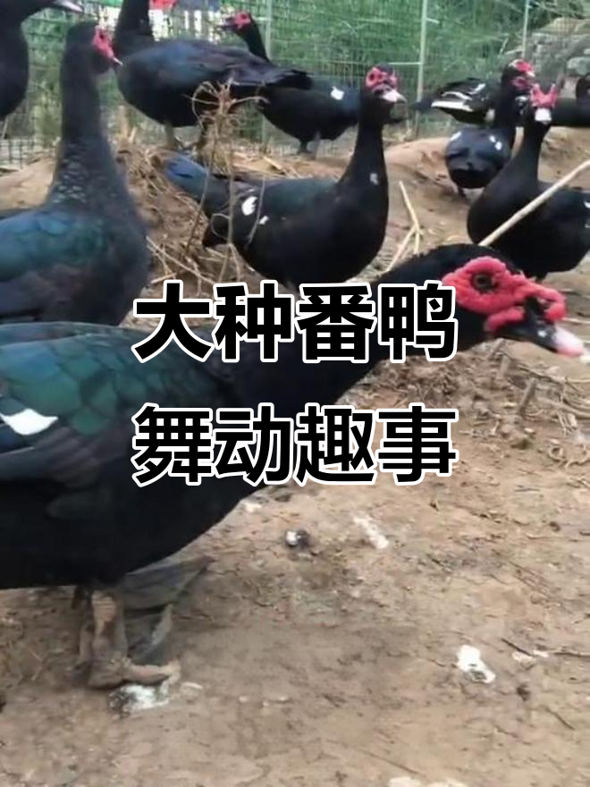 西洋鸭与旱鸭的奇妙舞蹈,大种番鸭搞笑登场