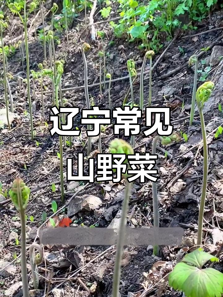 16种东北山野菜,口感独特,营养丰富